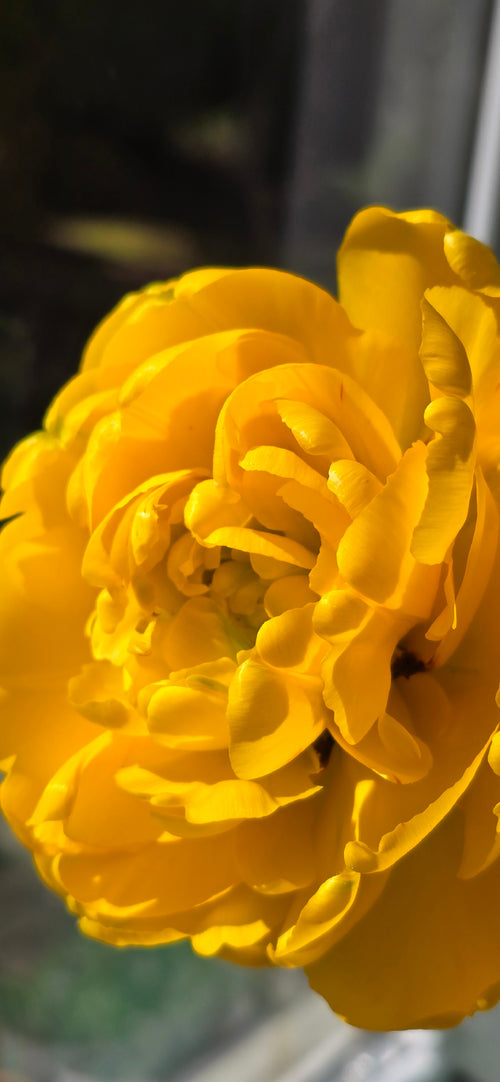 Mayne Island Garden Club
