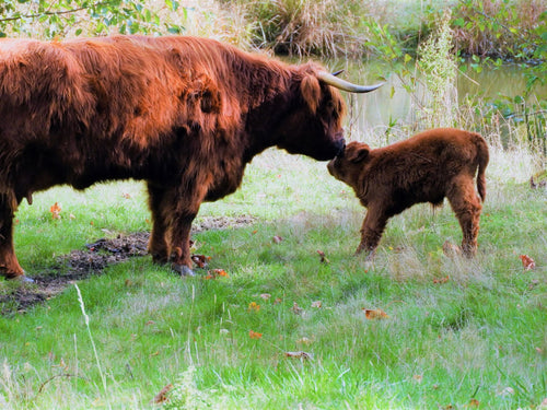 Fernhollow Farm