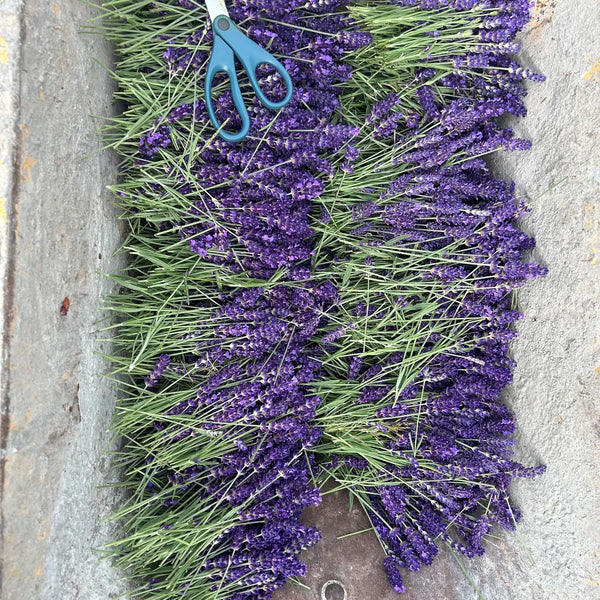 Organically Grown Culinary Lavender Buds | Ravencroft Farm